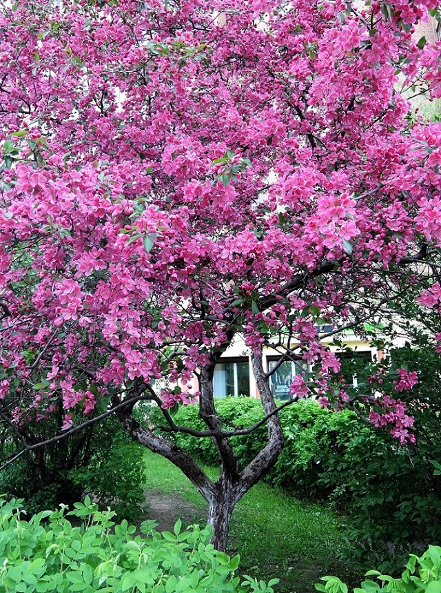 Image of Malus &times; purpurea specimen.