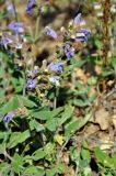 Salvia tomentosa