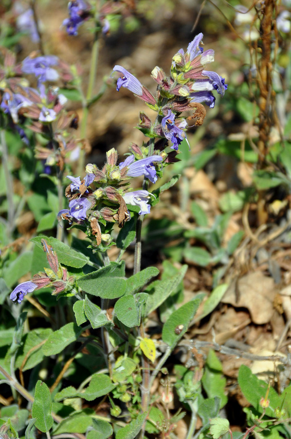 Изображение особи Salvia tomentosa.