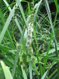 Sparganium microcarpum