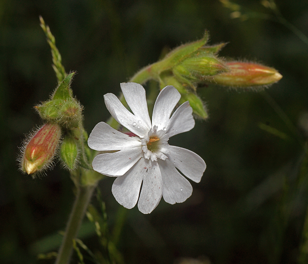 Image of Melandrium album specimen.