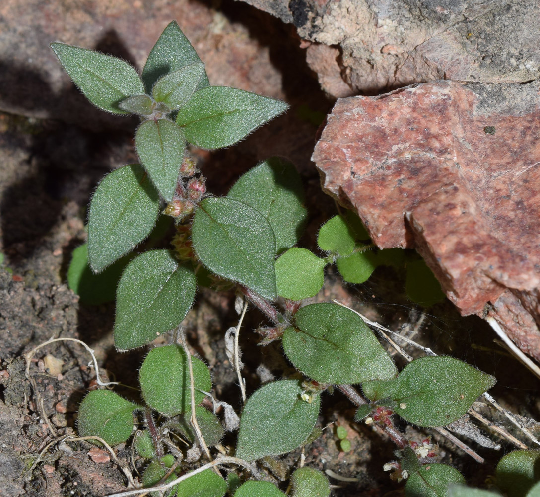 Image of Parietaria elliptica specimen.