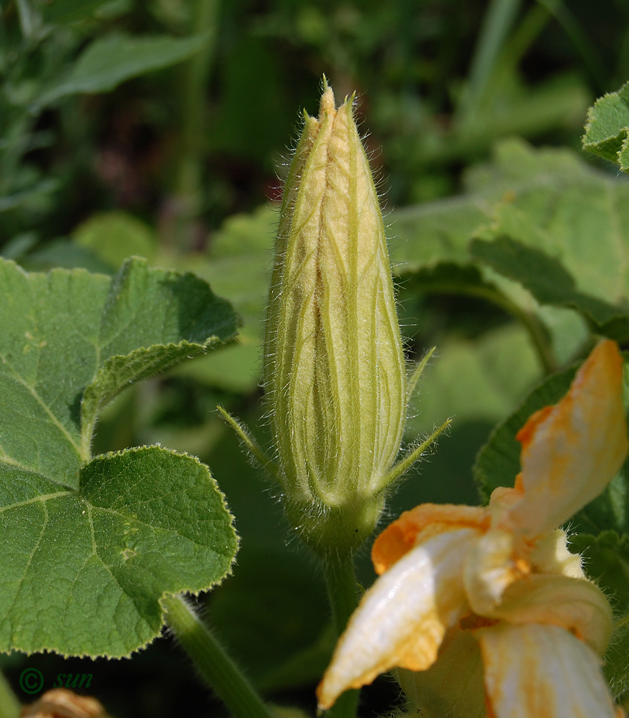 Image of Cucurbita pepo specimen.