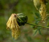 Rhaponticoides ruthenica. Отцветшее соцветие. Южный Урал, Челябинская обл., правый берег р. Ай, скальный массив ниже Больших Притесов. 9 июля 2016 г.