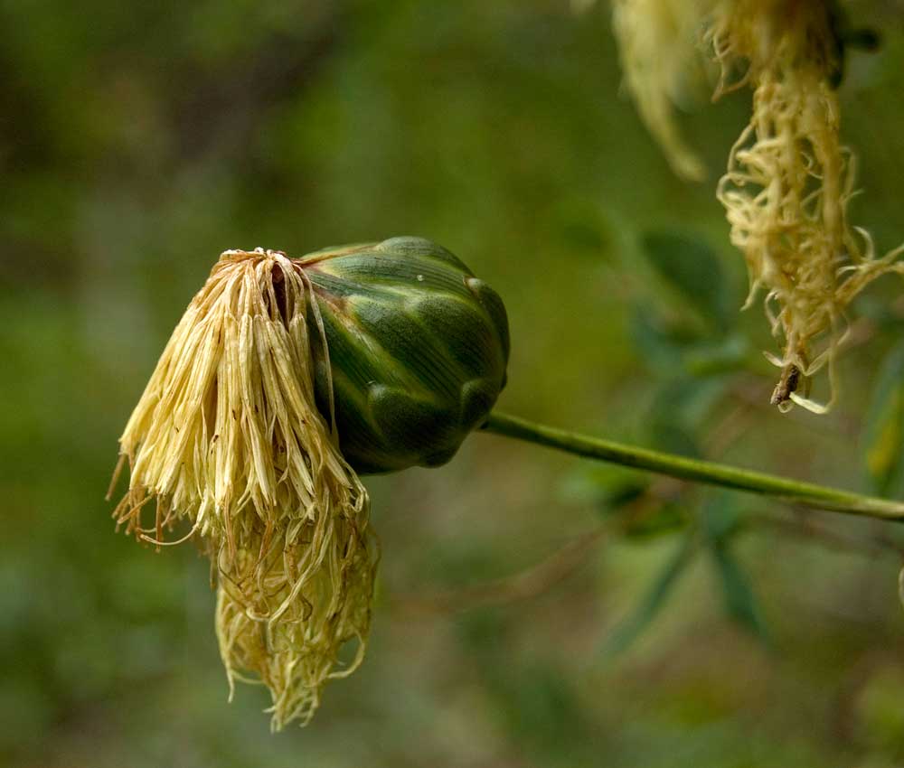 Изображение особи Rhaponticoides ruthenica.