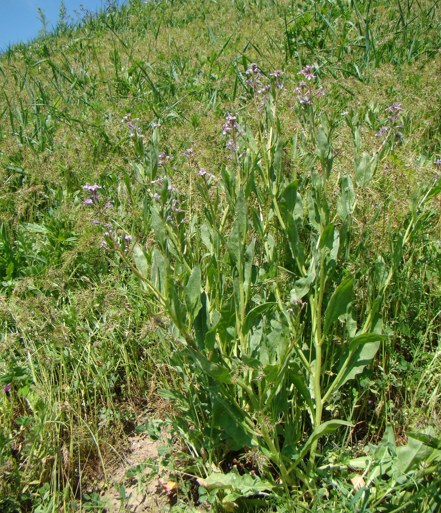 Image of Chorispora tenella specimen.