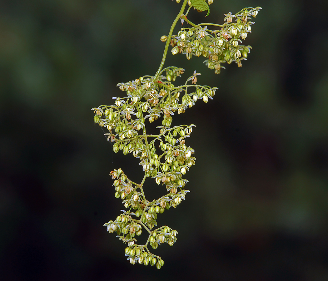 Image of Humulus lupulus specimen.