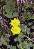 Trollius dschungaricus