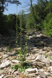 Verbascum blattaria. Цветущее растение. Краснодарский край, м/о г. Геленджик, щель Капустная, каменистое русло временно пересохшего ручья. 16.07.2016.