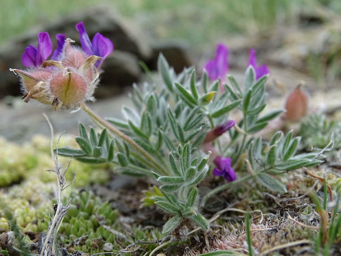 Изображение особи Oxytropis pumila.