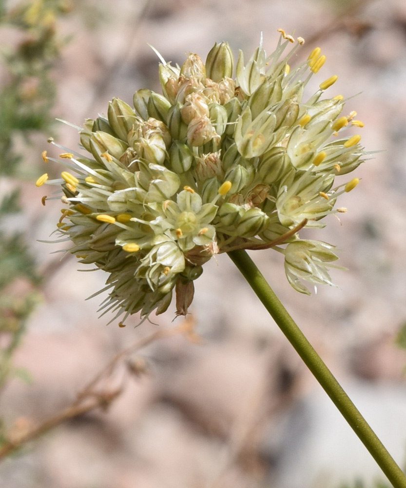 Изображение особи Allium marmoratum.