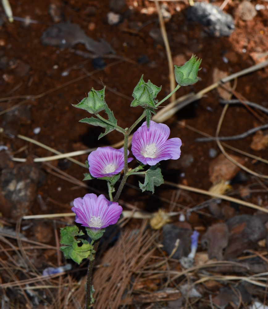 Изображение особи Malva punctata.