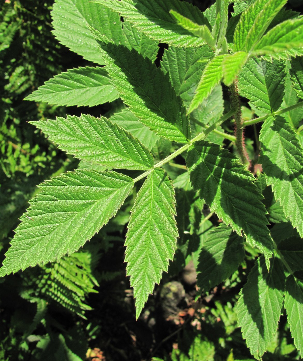 Изображение особи Rubus idaeus.