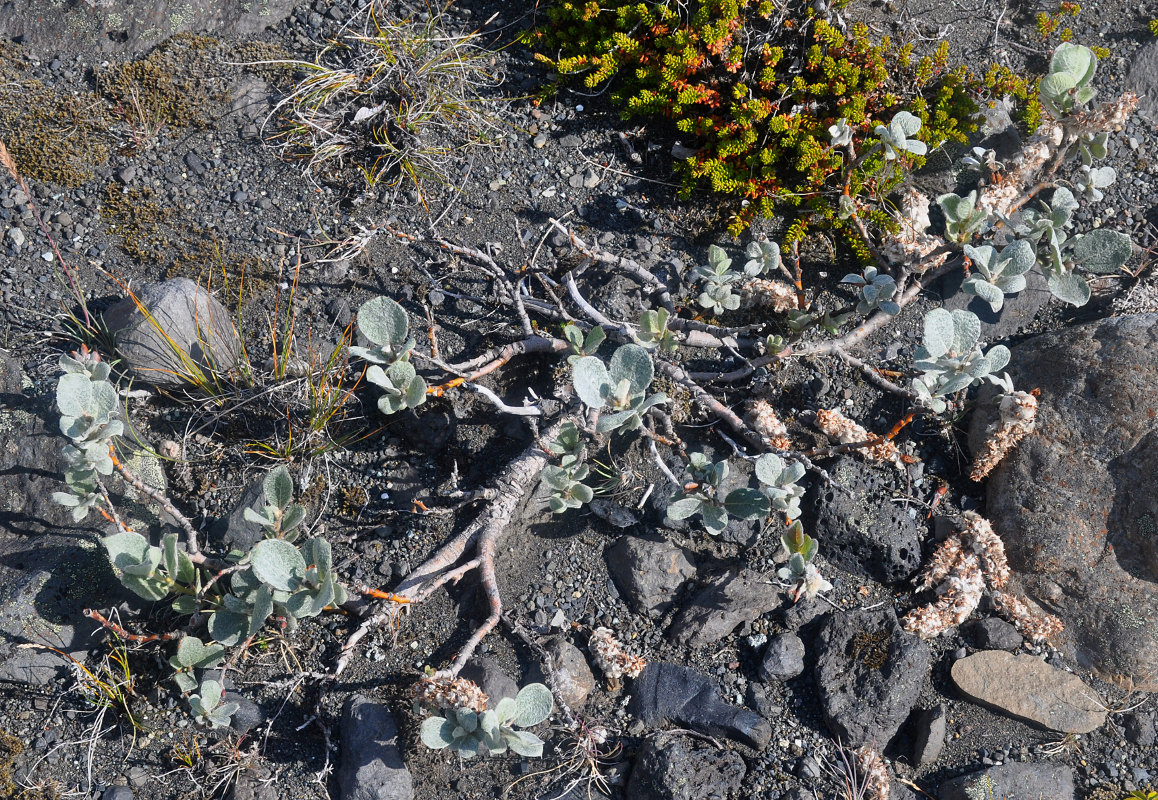 Image of Salix lanata specimen.