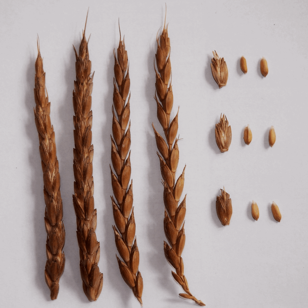 Изображение особи Triticum spelta.