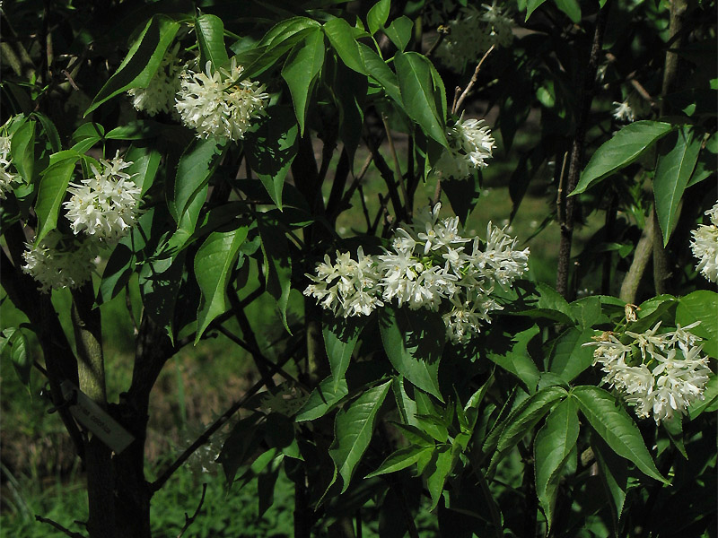 Image of Staphylea colchica specimen.