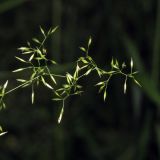 Agrostis tenuis