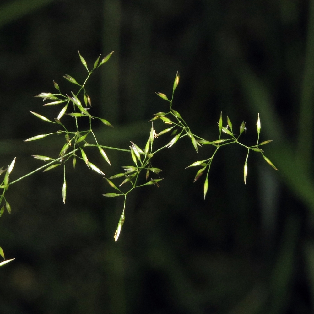 Image of Agrostis tenuis specimen.