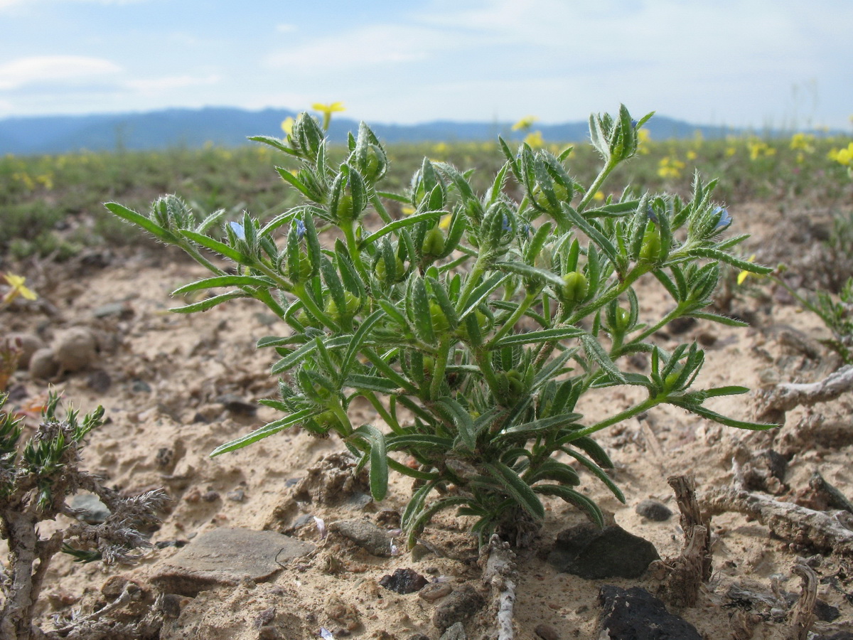 Изображение особи Lappula spinocarpos.