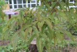 Acer mandshuricum