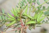 Astragalus psiloglottis. Часть растения с незрелыми плодами. Казахстан, Чу-Илийские горы, щебнистый склон горки. 07.05.2016.