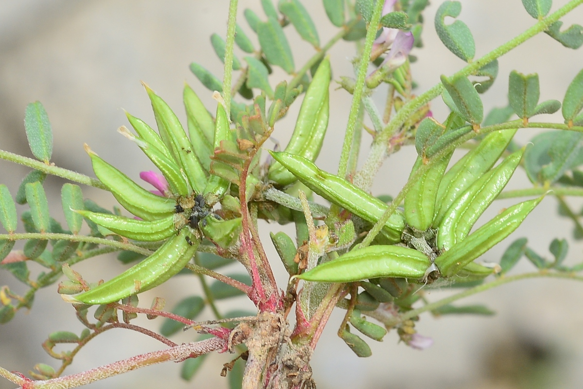 Image of Astragalus psiloglottis specimen.