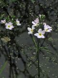 Hottonia palustris. Соцветия. Нидерланды, провинция Drenthe, окр. населённого пункта Roderwolde, в прибрежной зоне мелиоративного канала. 13 мая 2007 г.