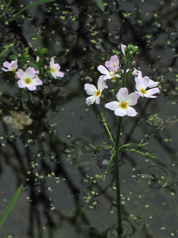 Изображение особи Hottonia palustris.