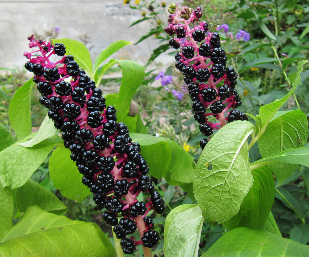Image of Phytolacca acinosa specimen.