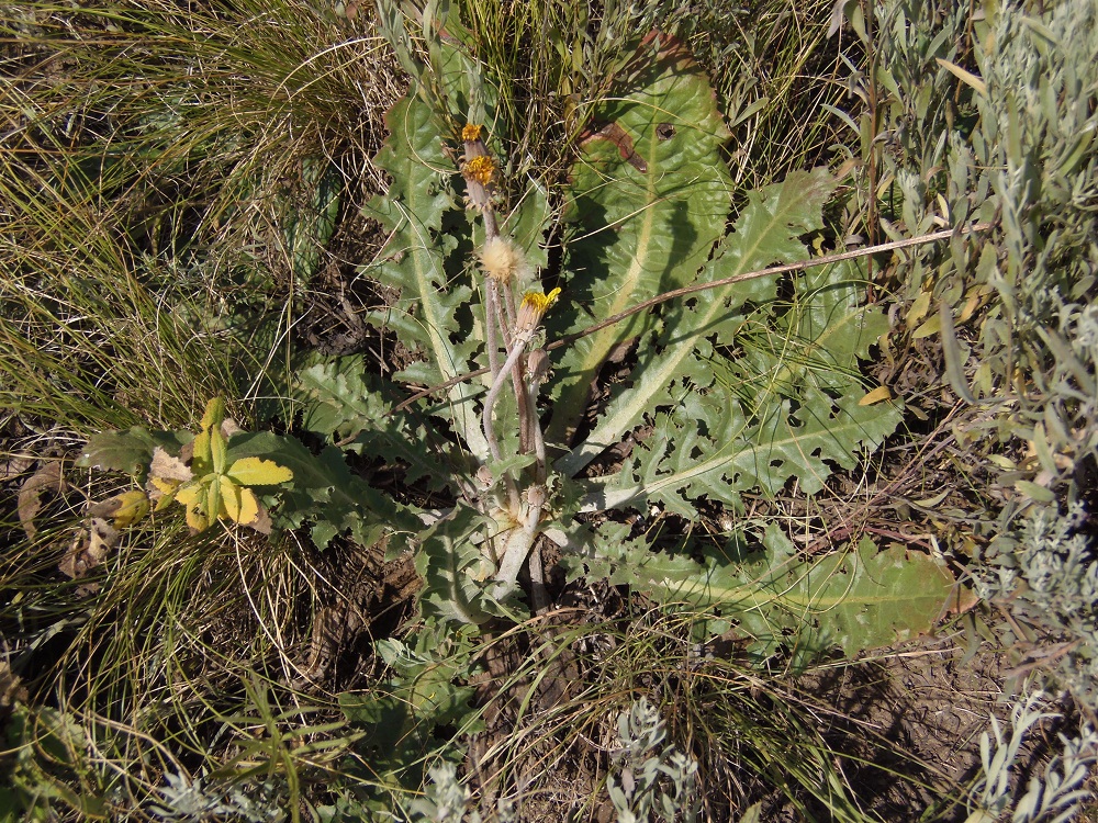 Image of Taraxacum serotinum specimen.