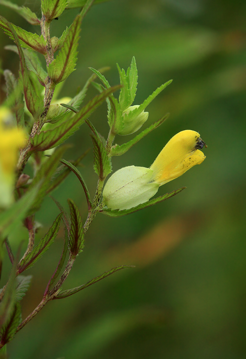 Image of Rhinanthus apterus specimen.