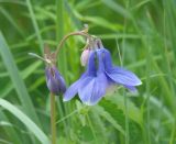 Aquilegia sibirica. Цветок. Иркутская обл., г. Шелехов, небольшой участок леса в центре города. 11.06.2016.