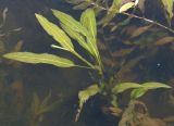 Potamogeton nodosus