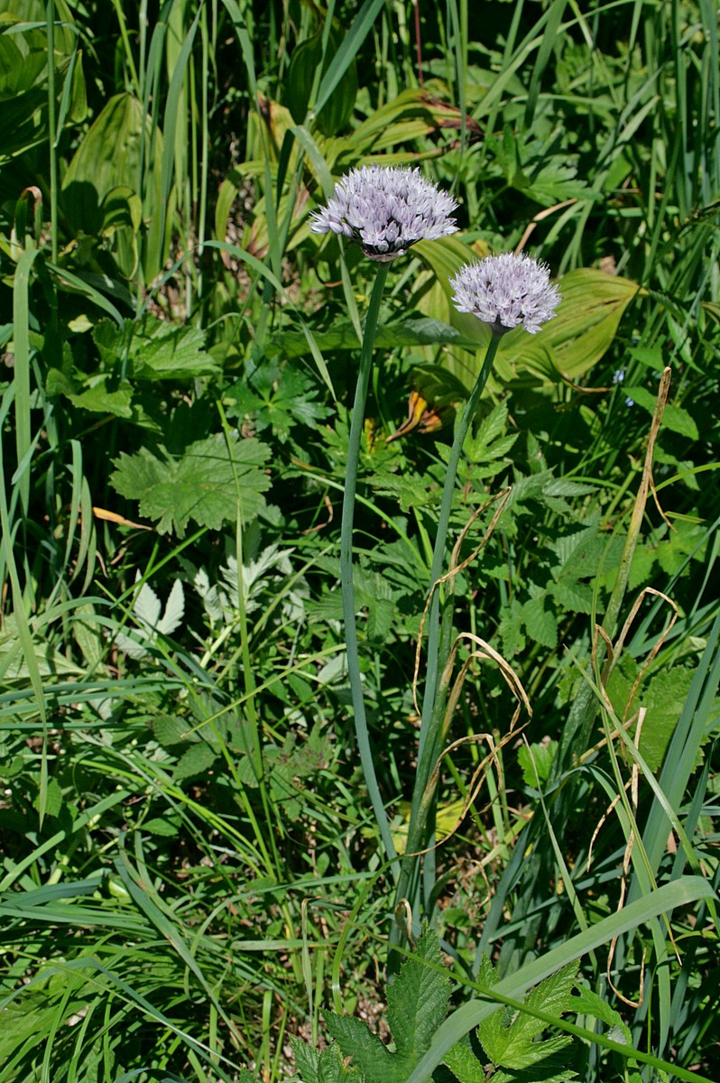 Image of Allium ledebourianum specimen.