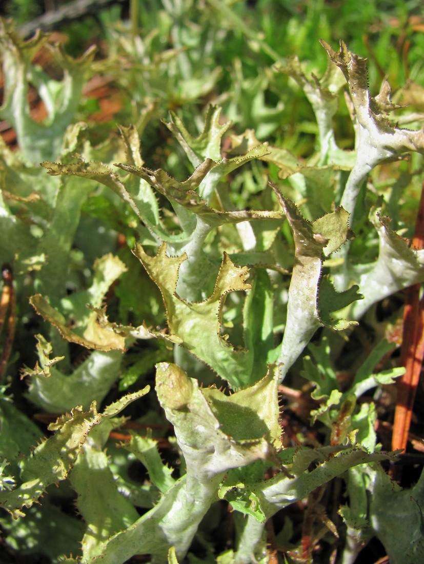 Image of Cetraria islandica specimen.