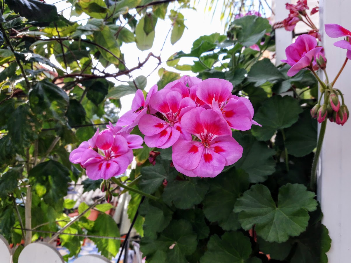 Изображение особи Pelargonium hortorum.