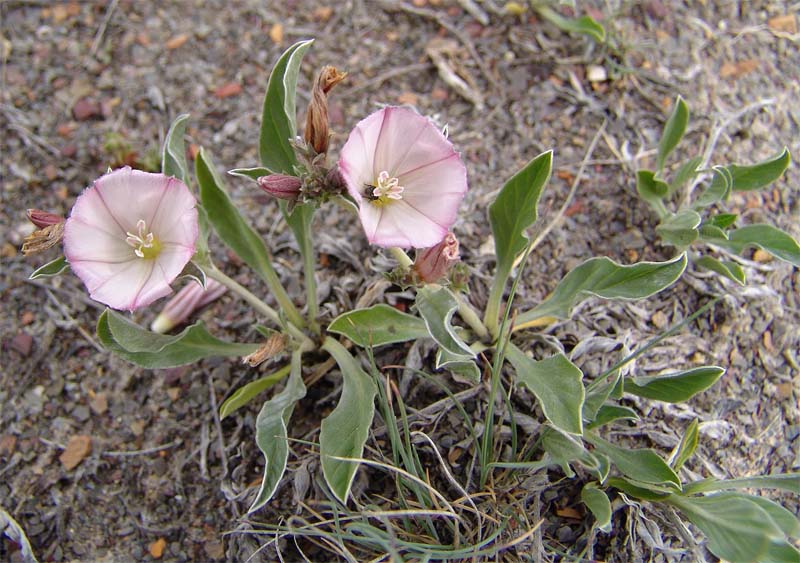 Изображение особи Convolvulus lineatus.