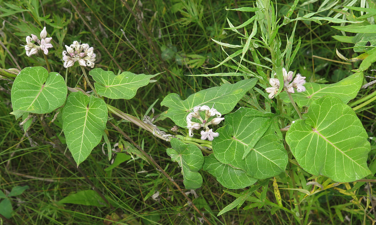 Изображение особи Metaplexis japonica.