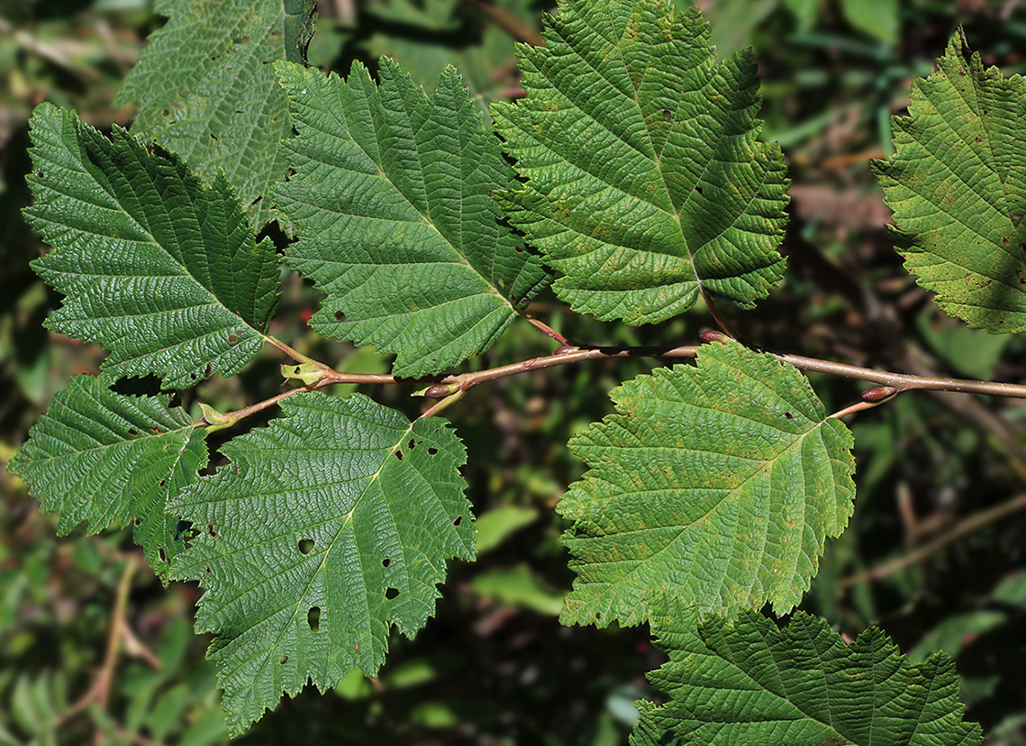 Изображение особи Alnus hirsuta.