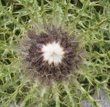 Carlina подвид caulescens