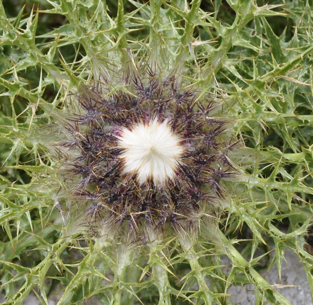 Image of Carlina acaulis ssp. caulescens specimen.