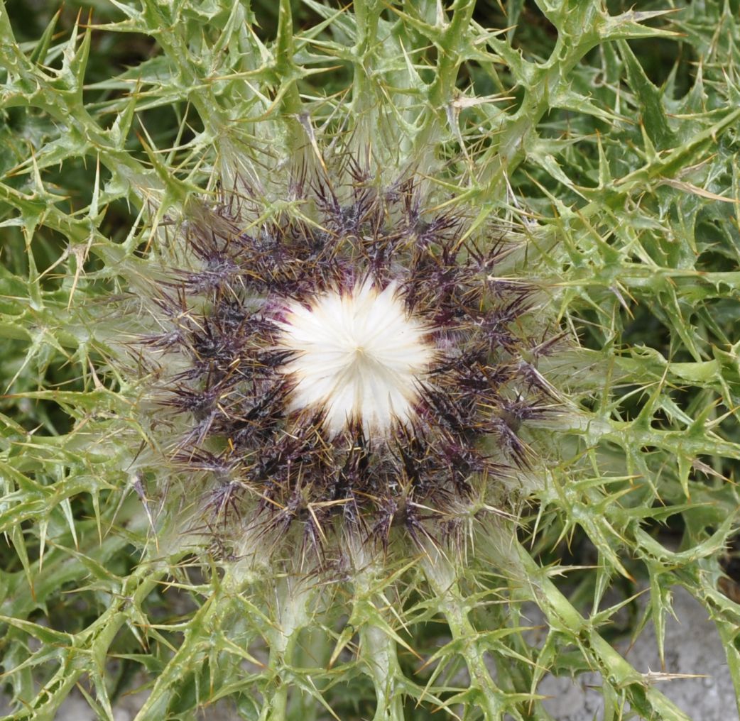 Изображение особи Carlina acaulis ssp. caulescens.