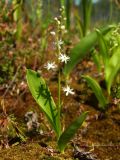 Smilacina trifolia. Цветущее растение. Магаданская обл., Ольский р-н, бассейн р. Омчик, р. Нижний Омчик, багульниково-морошково-кустарничковая тундра. 26.06.2013.