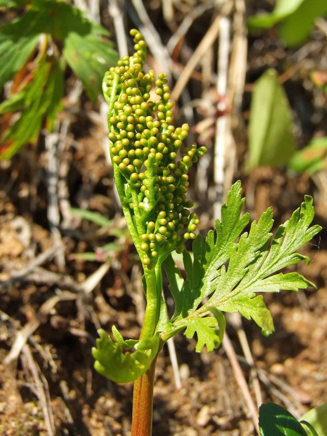 Изображение особи Botrychium lanceolatum.