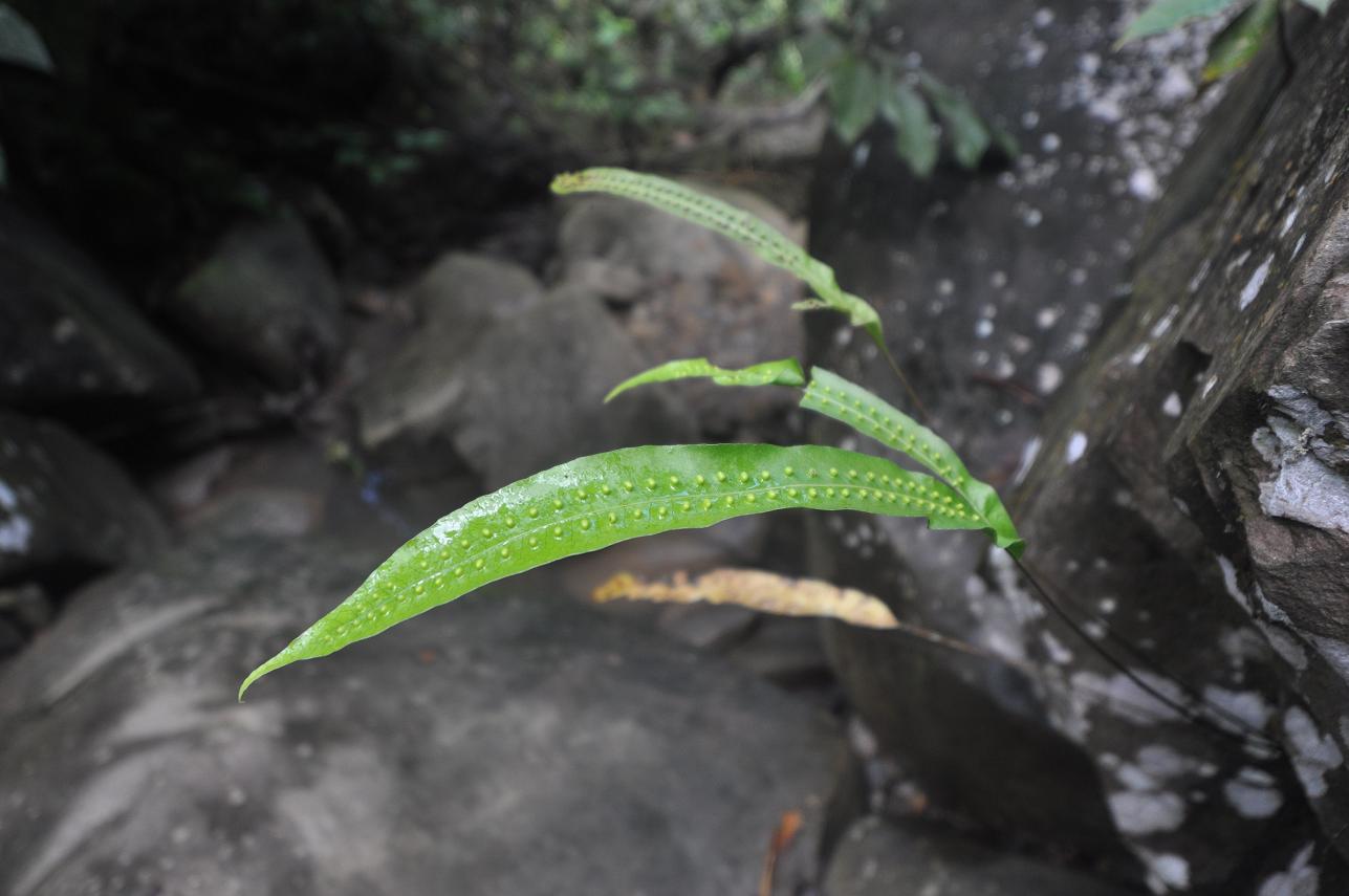 Image of familia Polypodiaceae specimen.