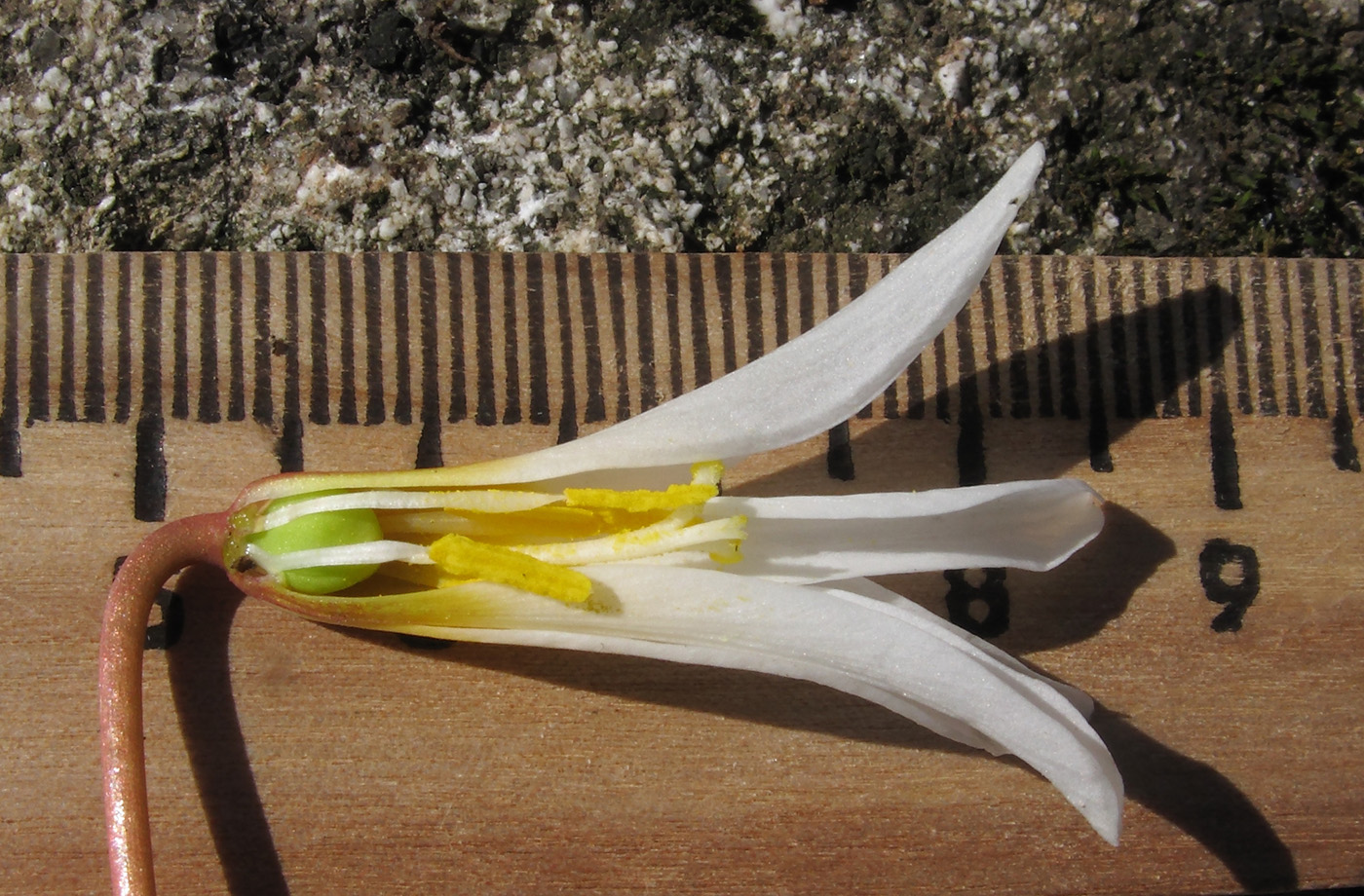 Image of Erythronium caucasicum specimen.