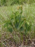 Vincetoxicum flavum. Цветущие растения. Украина, Запорожский р-н, Дурная балка, разнотравная степь. 13.05.2017.