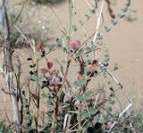 Astragalus winkleri