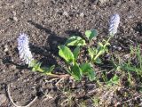 Lagotis glauca