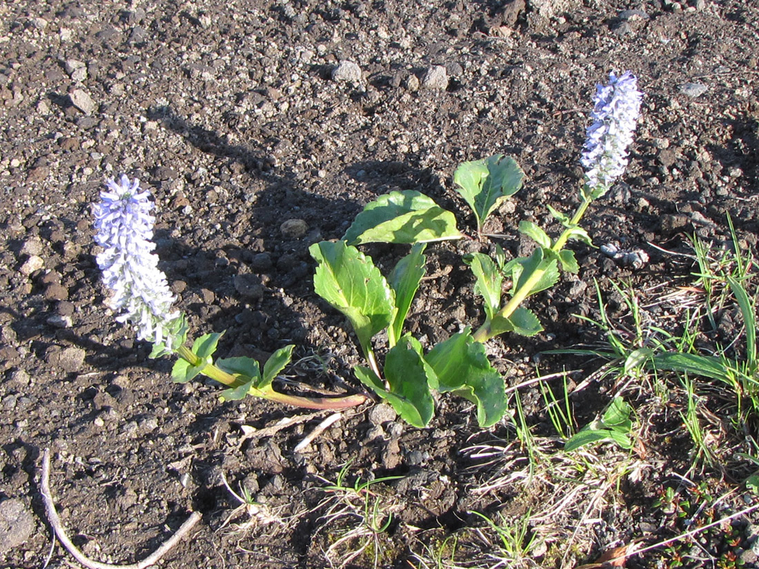 Изображение особи Lagotis glauca.